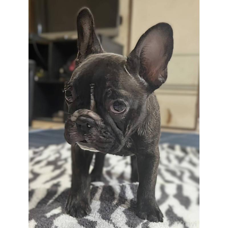 成約済の愛媛県のフレンチブルドッグ-412301の14枚目