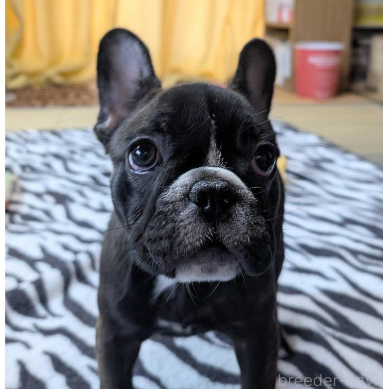 成約済の愛媛県のフレンチブルドッグ-412301の13枚目