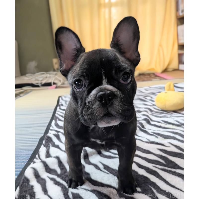 成約済の愛媛県のフレンチブルドッグ-412301の12枚目