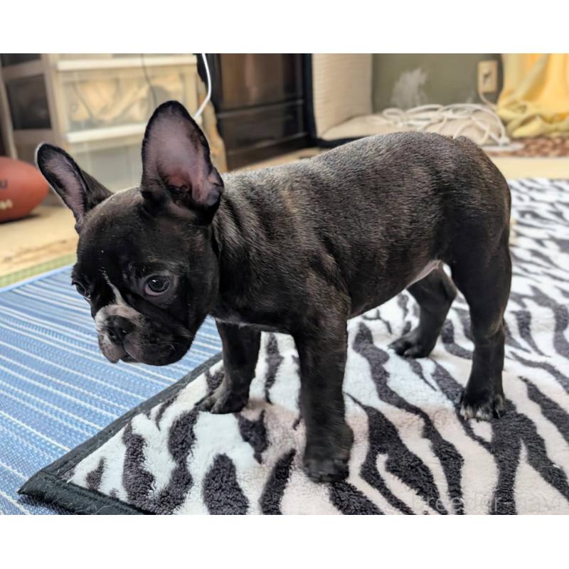 成約済の愛媛県のフレンチブルドッグ-412301の11枚目