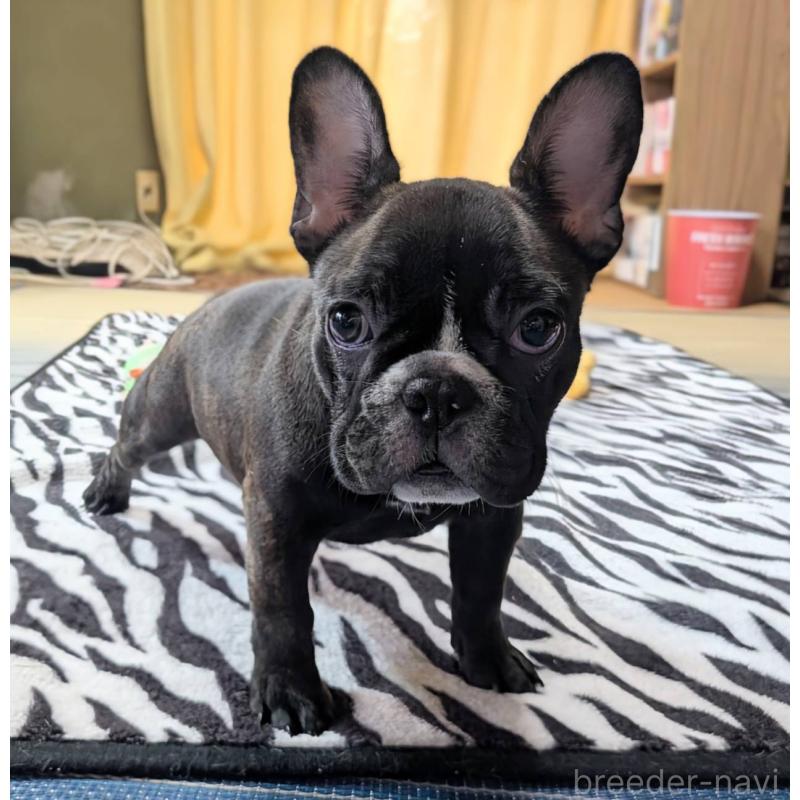 成約済の愛媛県のフレンチブルドッグ-412301の10枚目