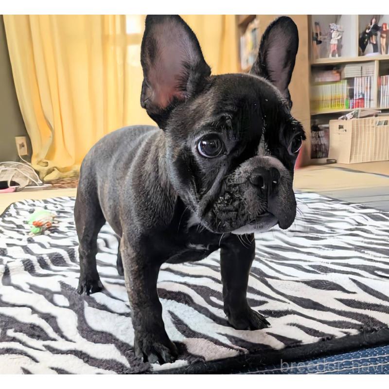 成約済の愛媛県のフレンチブルドッグ-412301の9枚目