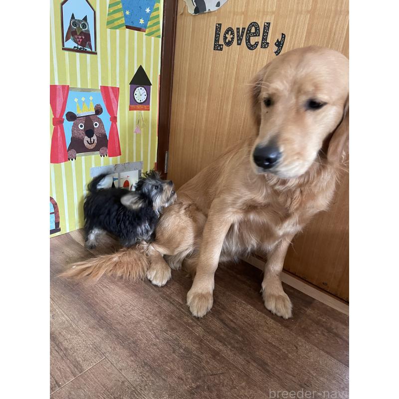 販売中の静岡県のマルキー:マルチーズ×ヨークシャーテリア-412591の2枚目