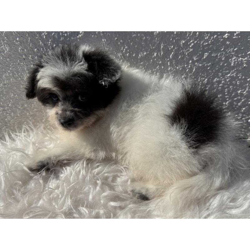 販売中の徳島県のポメプー:ポメラニアン×トイプードル-425901の4枚目