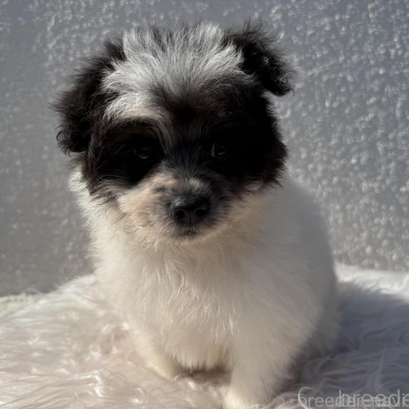 販売中の徳島県のポメプー:ポメラニアン×トイプードル-425901の3枚目