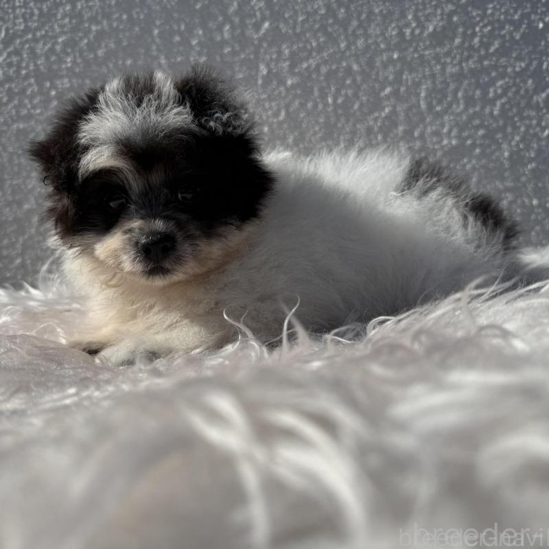 販売中の徳島県のポメプー:ポメラニアン×トイプードル-425901の2枚目