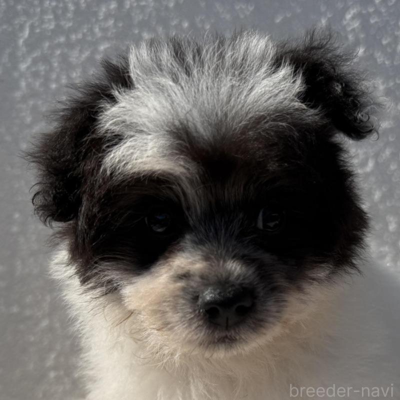 販売中の徳島県のポメプー:ポメラニアン×トイプードル-425901の1枚目