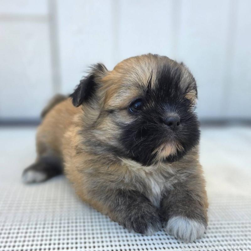 成約済の茨城県のチワズー:チワワ×シーズー-422703の38枚目