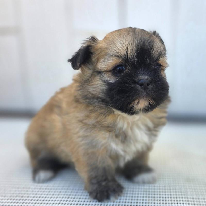 成約済の茨城県のチワズー:チワワ×シーズー-422703の37枚目