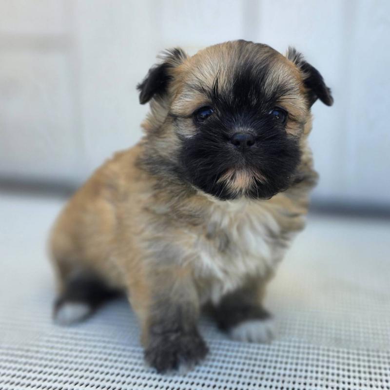 成約済の茨城県のチワズー:チワワ×シーズー-422703の36枚目