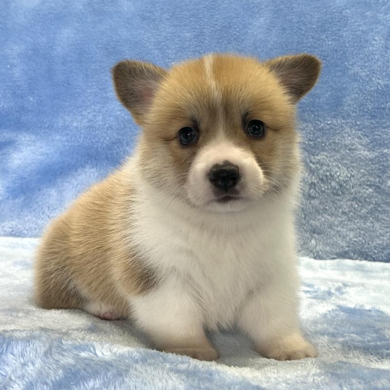 商談中の大阪府のウェルシュコーギーペンブローク-424507