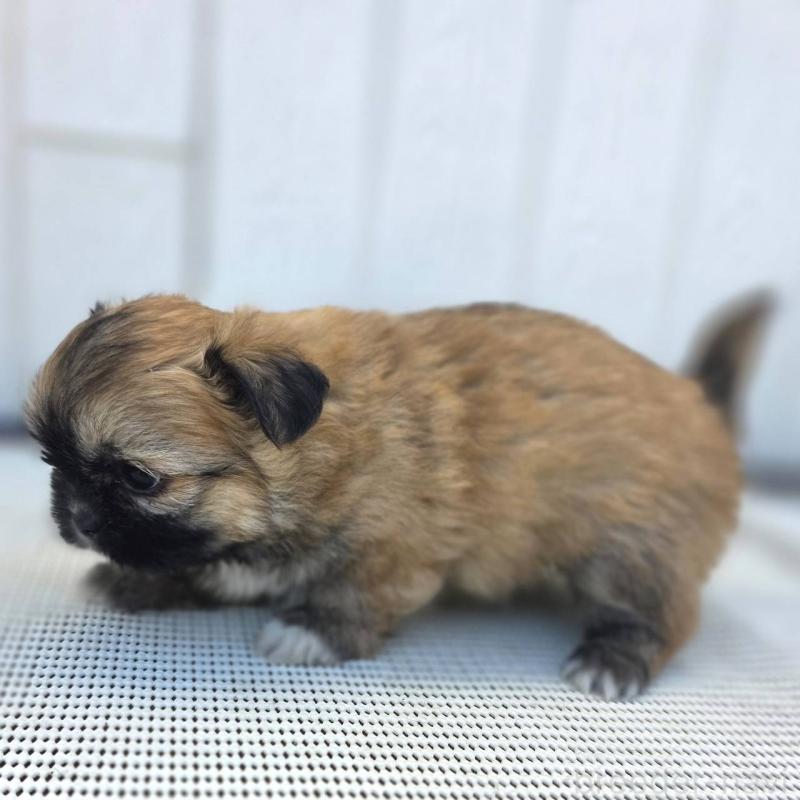 成約済の茨城県のチワズー:チワワ×シーズー-422703の35枚目