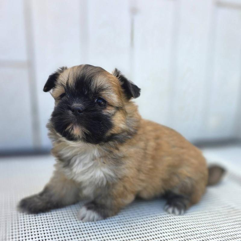 成約済の茨城県のチワズー:チワワ×シーズー-422703の34枚目