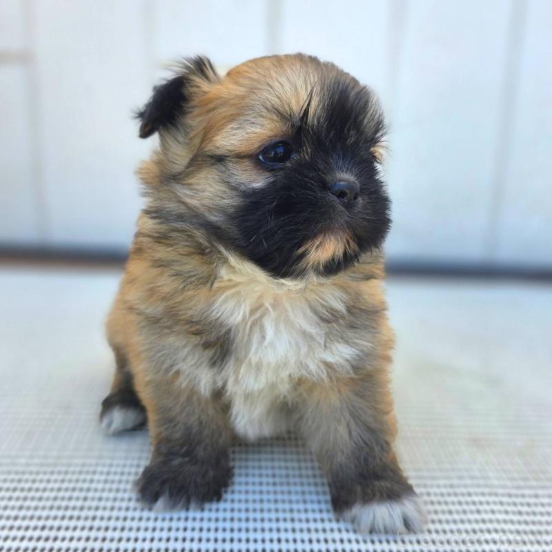 成約済の茨城県のチワズー:チワワ×シーズー-422703の33枚目