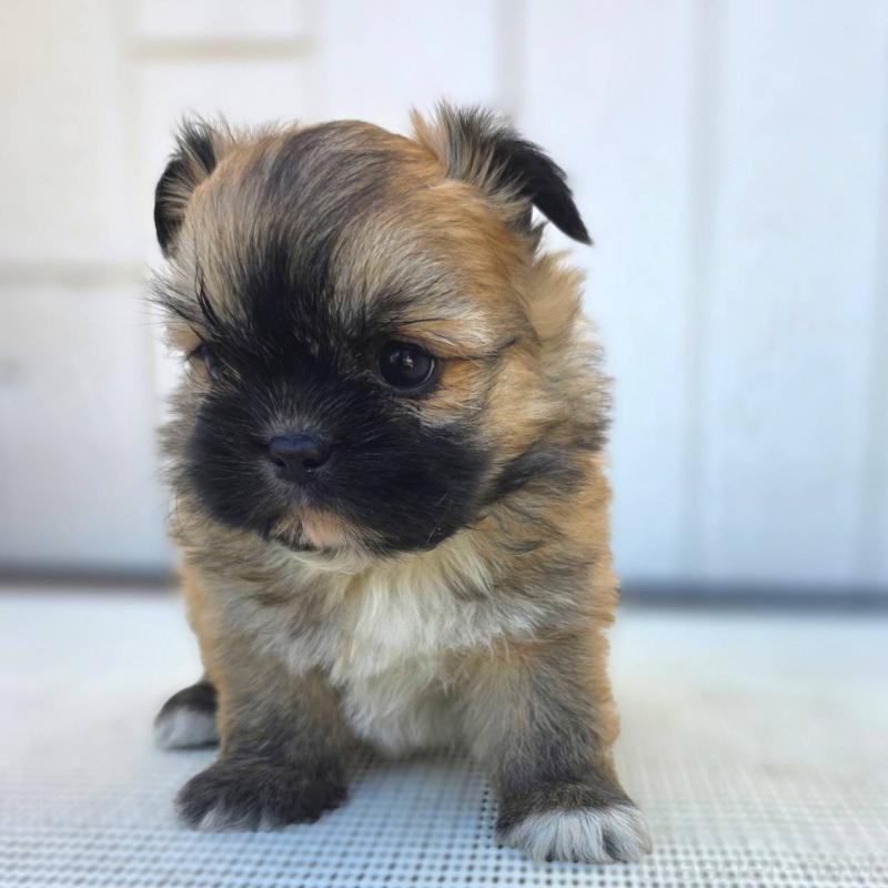 販売中の茨城県のチワズー:チワワ×シーズー-422703