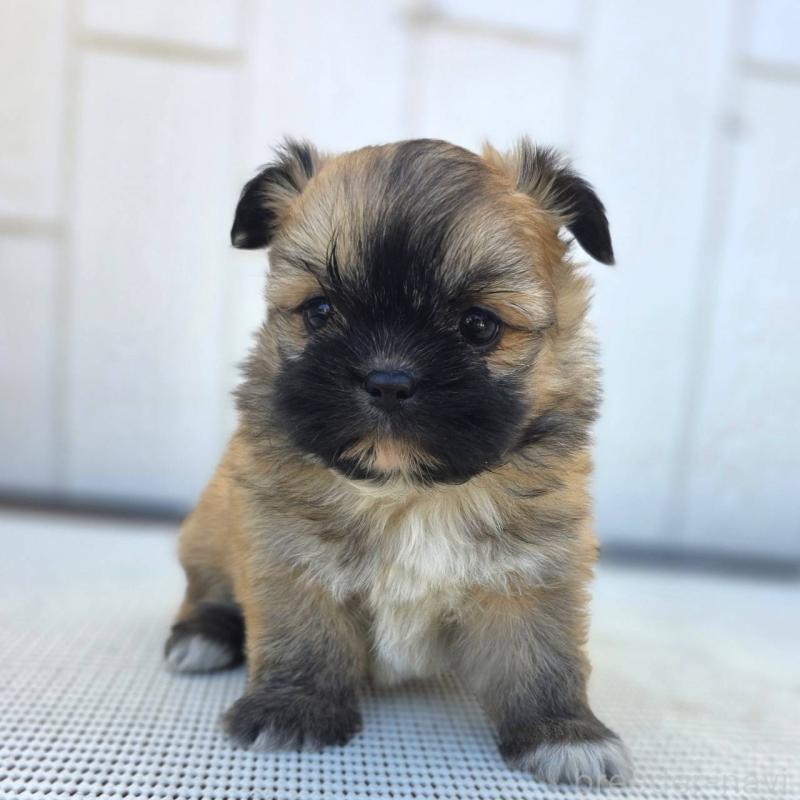 成約済の茨城県のチワズー:チワワ×シーズー-422703の31枚目