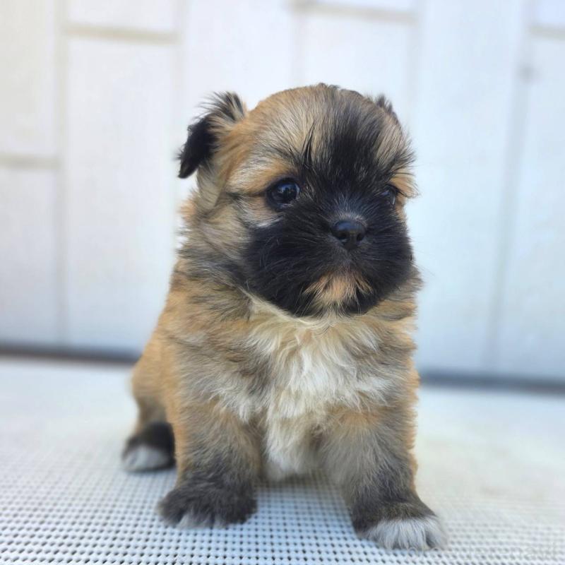 成約済の茨城県のチワズー:チワワ×シーズー-422703の30枚目