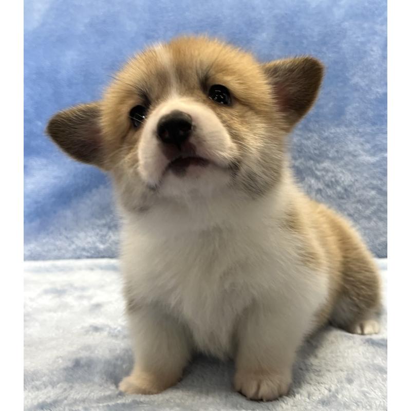 成約済の大阪府のウェルシュコーギーペンブローク-424507の8枚目