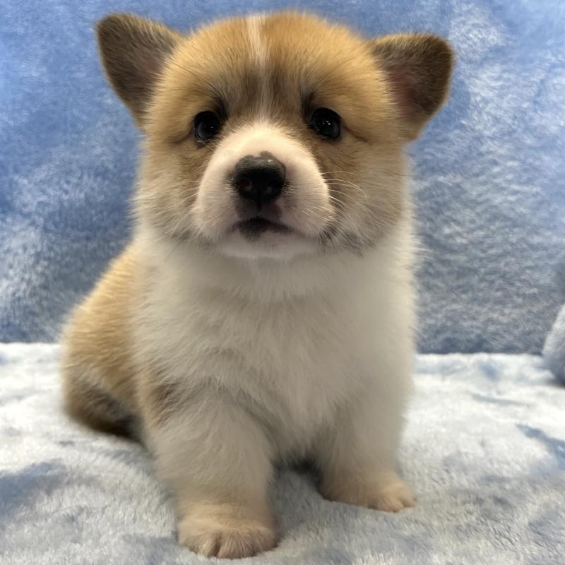 成約済の大阪府のウェルシュコーギーペンブローク-424507の7枚目