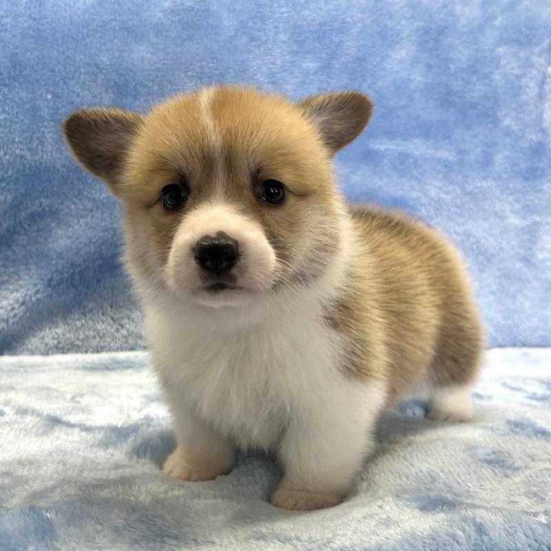 成約済の大阪府のウェルシュコーギーペンブローク-424507の6枚目