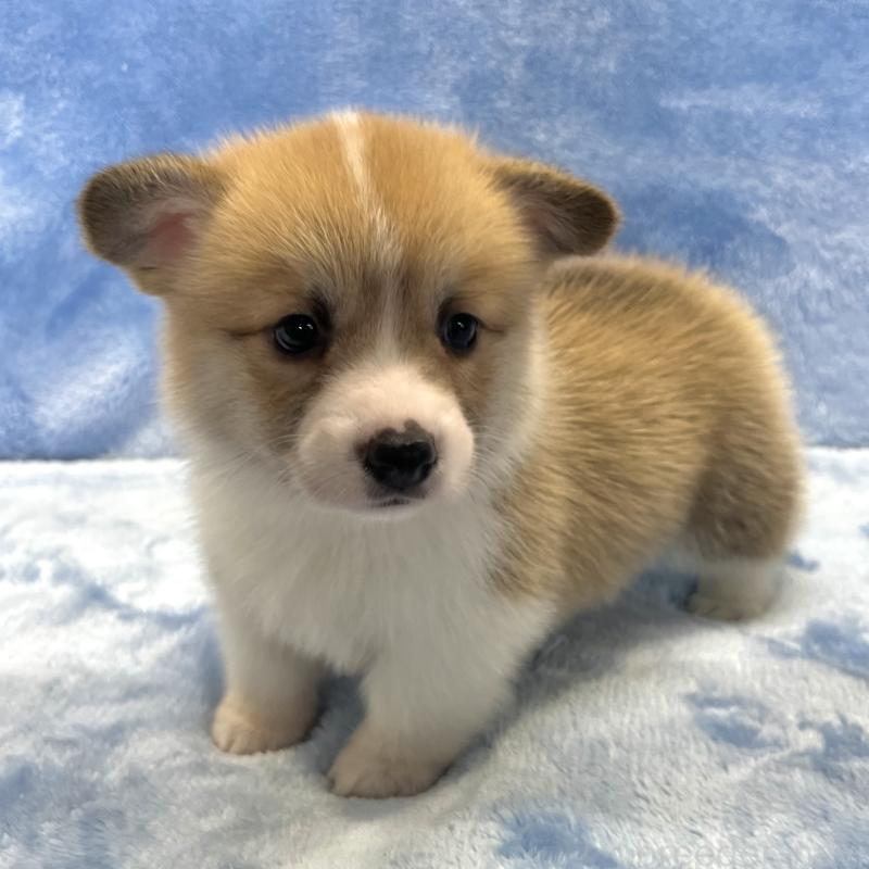 成約済の大阪府のウェルシュコーギーペンブローク-424507の5枚目