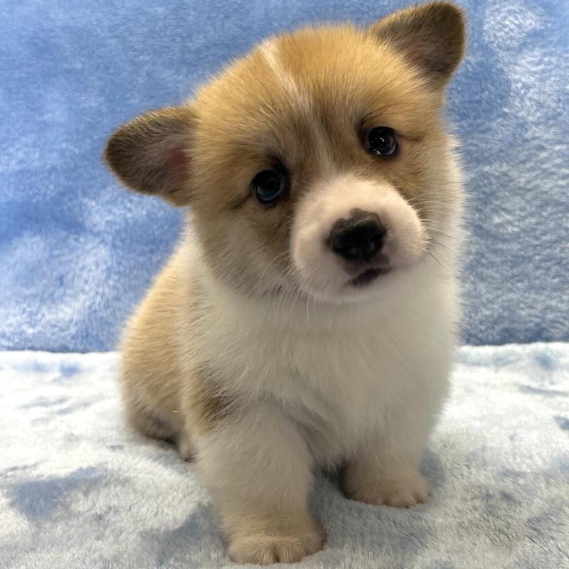 成約済の大阪府のウェルシュコーギーペンブローク-424507の4枚目