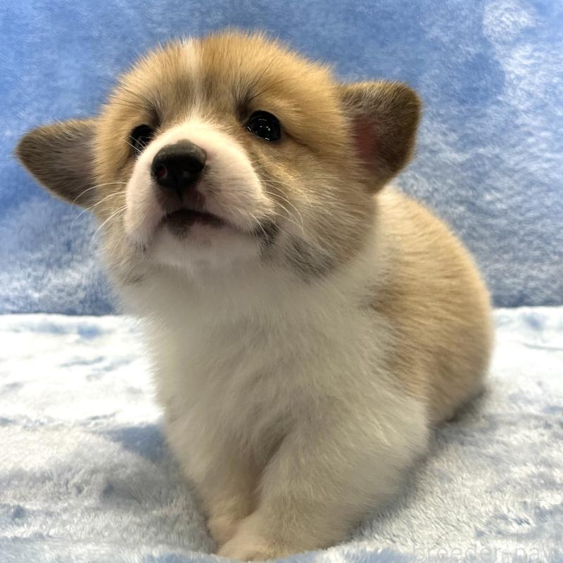 成約済の大阪府のウェルシュコーギーペンブローク-424507の3枚目