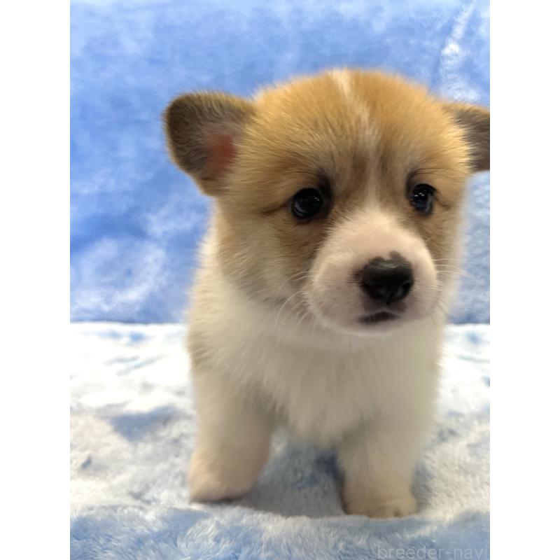 成約済の大阪府のウェルシュコーギーペンブローク-424507の2枚目