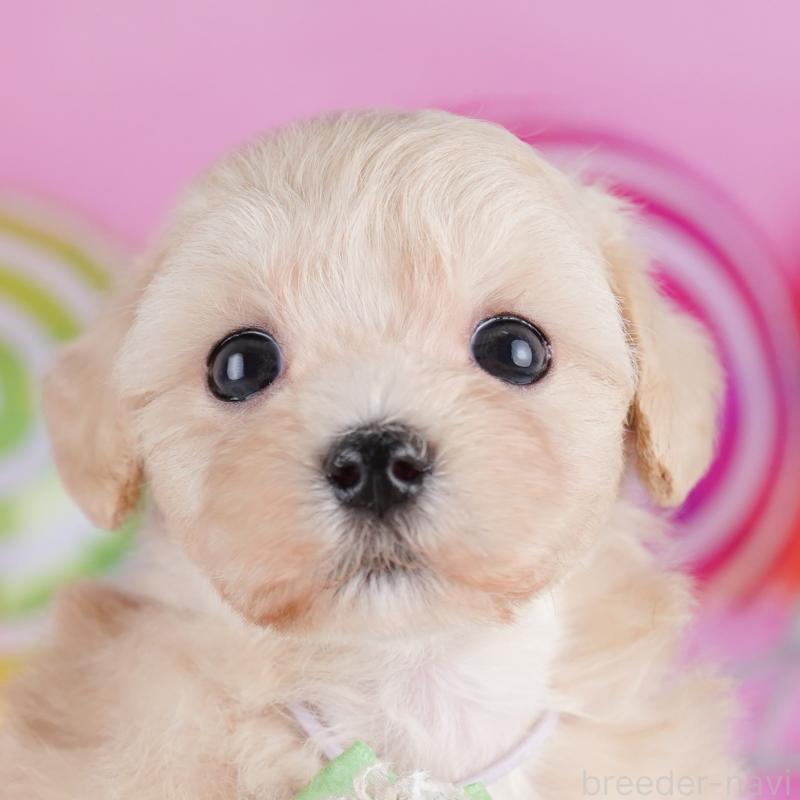 販売中ののマルプー:マルチーズ×トイプードル-425903