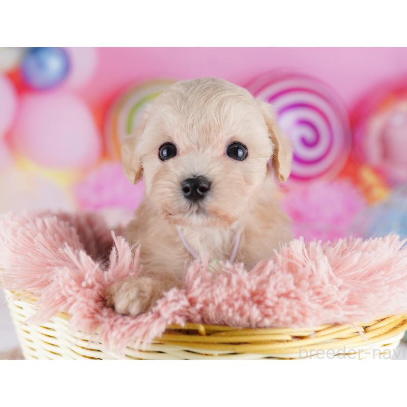 販売中の神奈川県のマルプー:マルチーズ×トイプードル-425903の16枚目