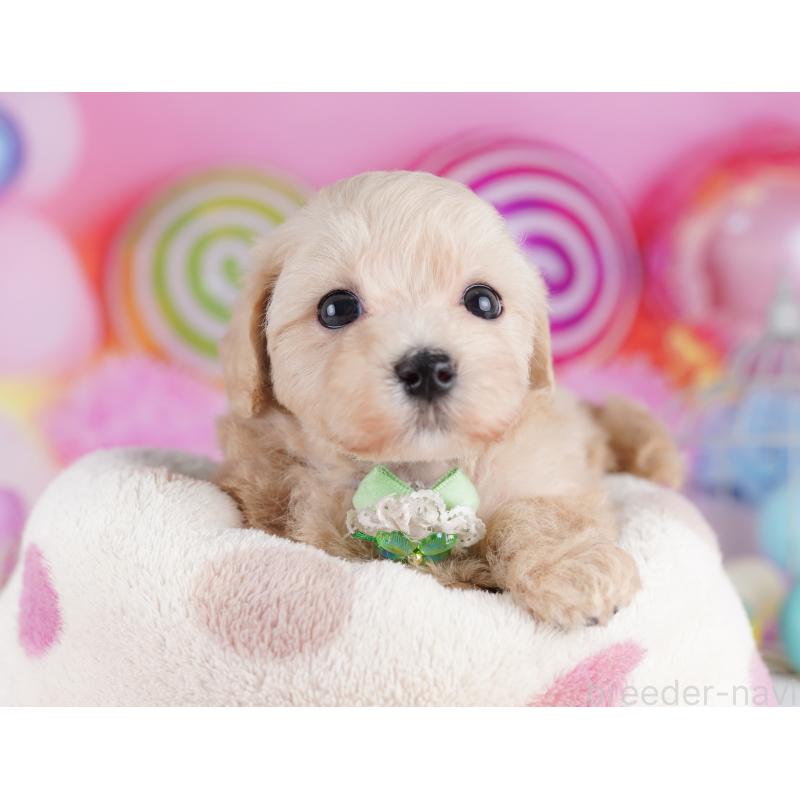 販売中の神奈川県のマルプー:マルチーズ×トイプードル-425903の13枚目