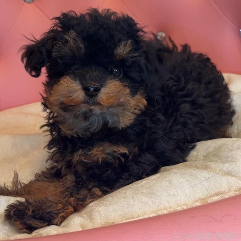 販売中の徳島県のティーカッププードル-425904