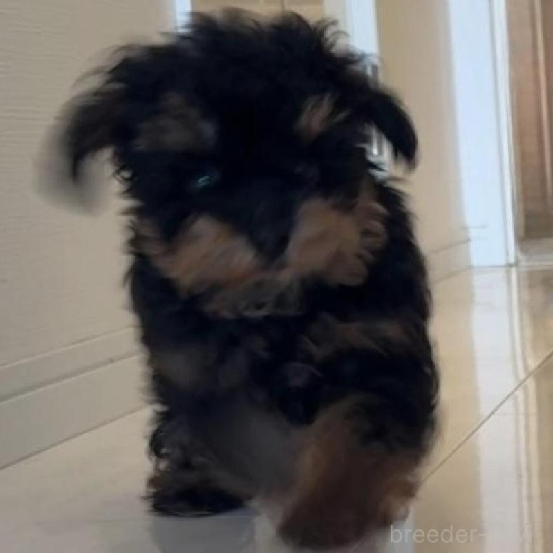 販売中の徳島県のティーカッププードル-425904の4枚目