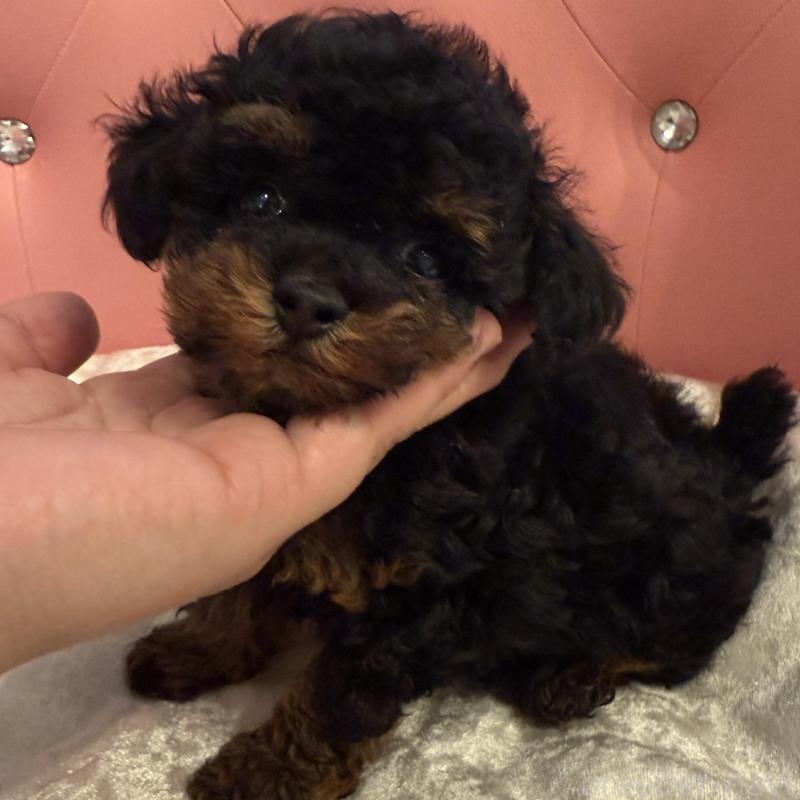 販売中の徳島県のティーカッププードル-425904の3枚目