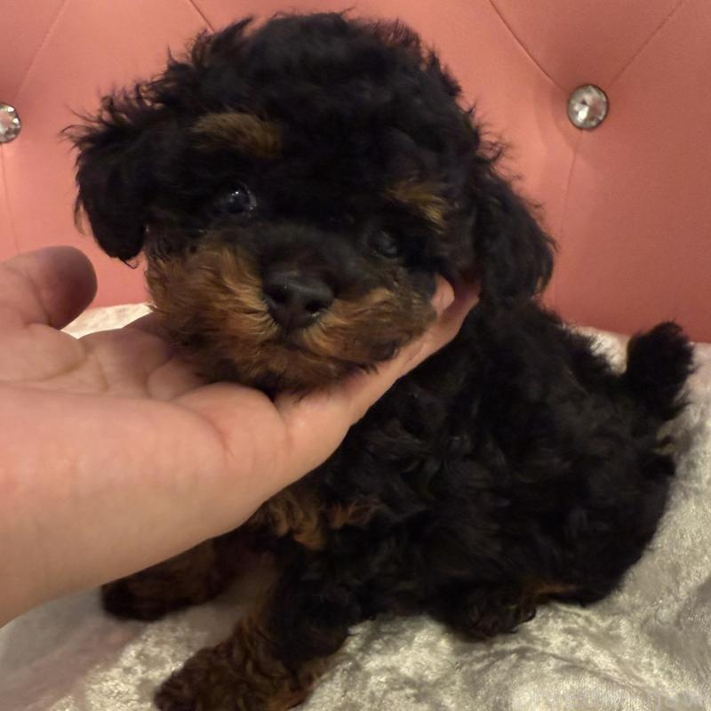 販売中の徳島県のティーカッププードル-425904の2枚目