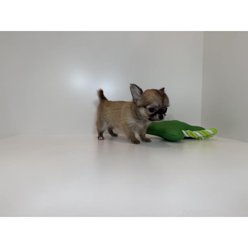 販売中の山口県のチワワ(ロングコート)-425905の2枚目