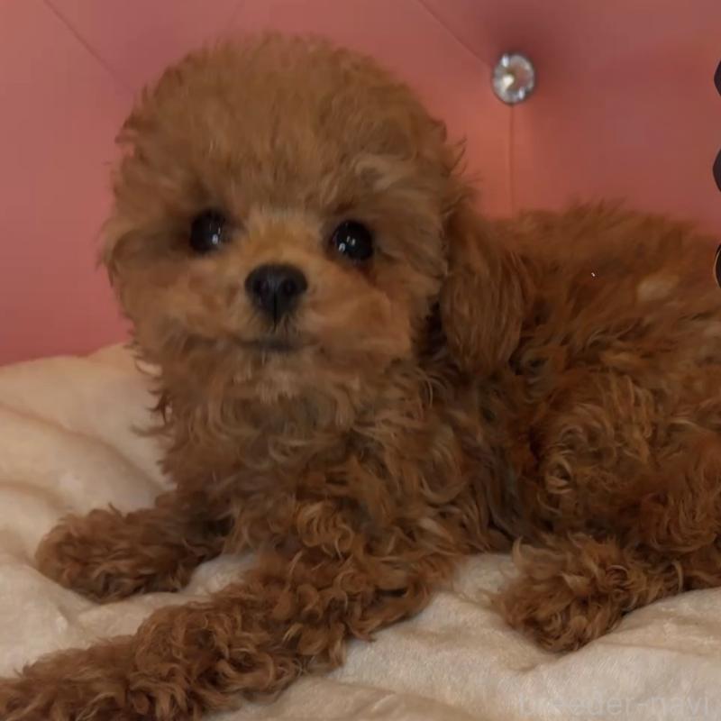 販売中の徳島県のティーカッププードル-425906の1枚目