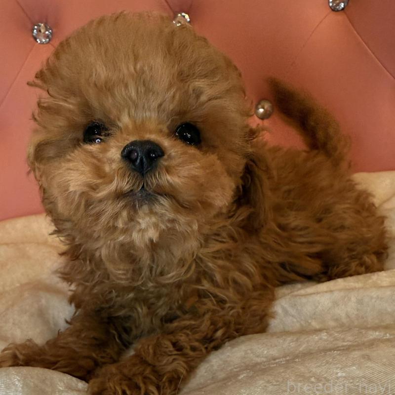 販売中の徳島県のティーカッププードル-425906の3枚目