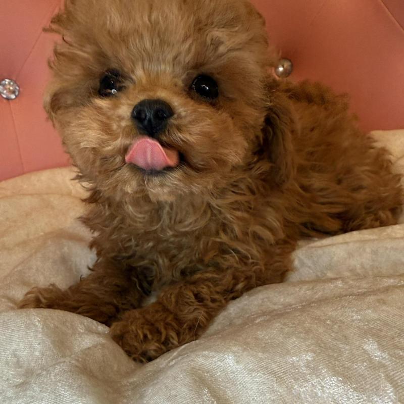 販売中の徳島県のティーカッププードル-425906の2枚目