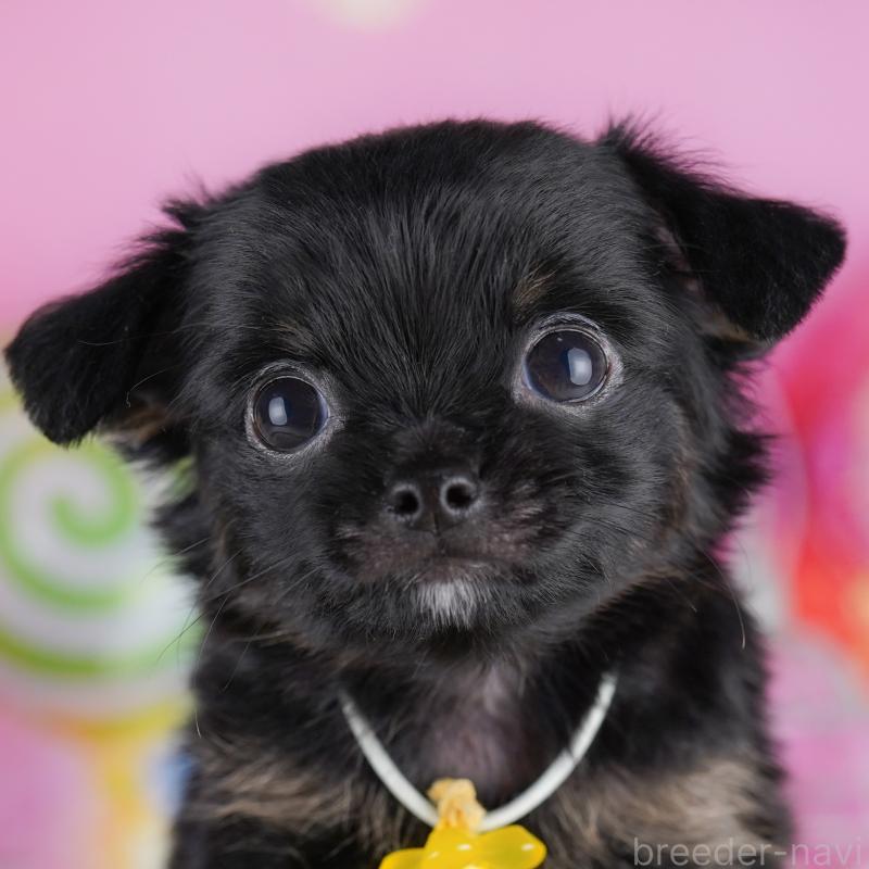 販売中の神奈川県のチワワ(ロングコート)-425910