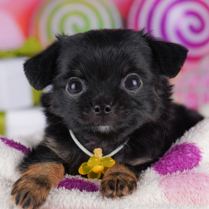 販売中の神奈川県のチワワ(ロングコート)-425910の17枚目