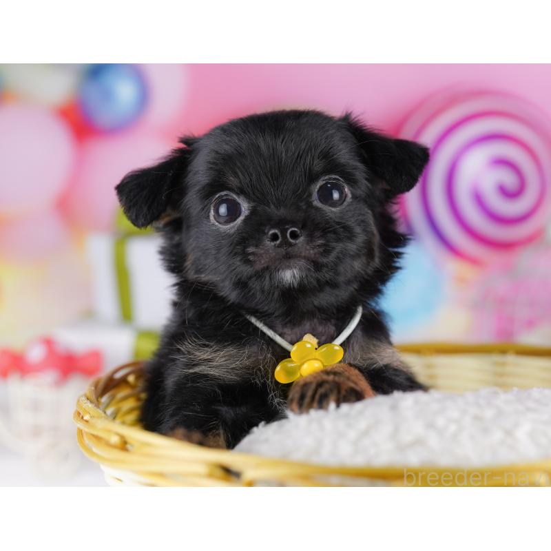 販売中の神奈川県のチワワ(ロングコート)-425910の13枚目