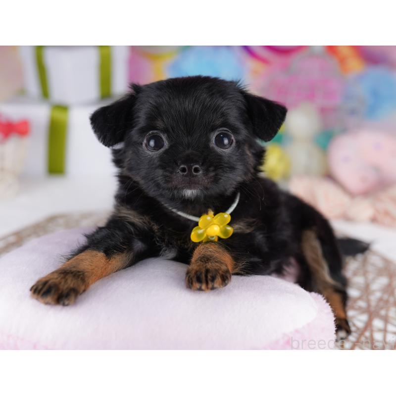 販売中の神奈川県のチワワ(ロングコート)-425910の12枚目