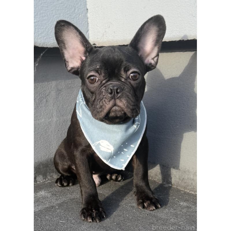 販売中の徳島県のフレンチブルドッグ-425907の5枚目