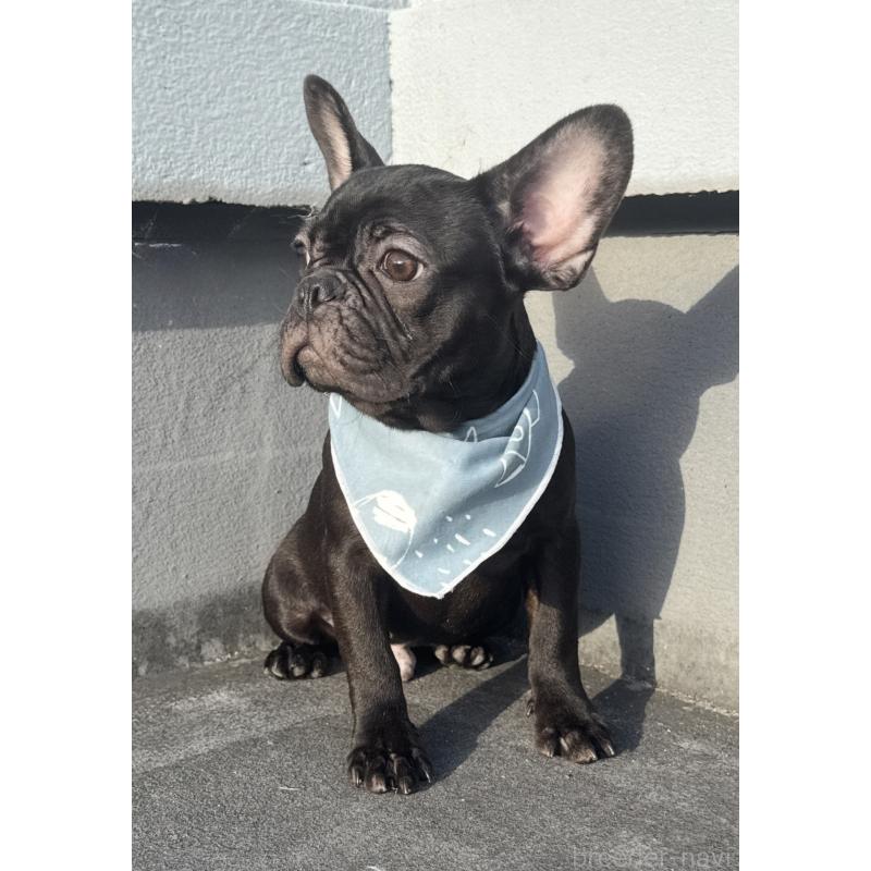 販売中の徳島県のフレンチブルドッグ-425907の4枚目