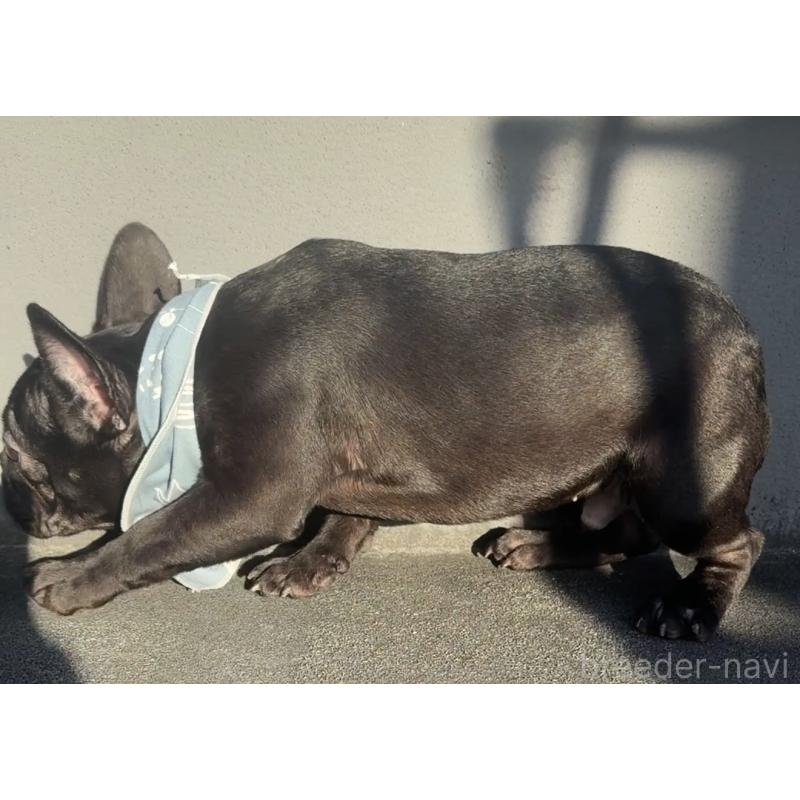 販売中の徳島県のフレンチブルドッグ-425907の3枚目