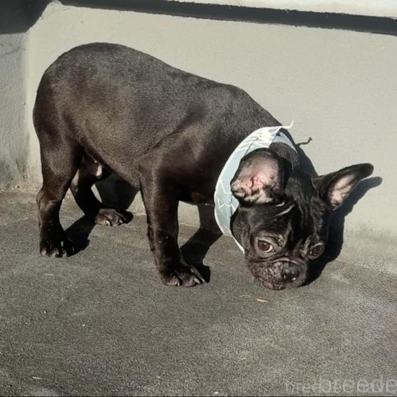 販売中の徳島県のフレンチブルドッグ-425907の2枚目