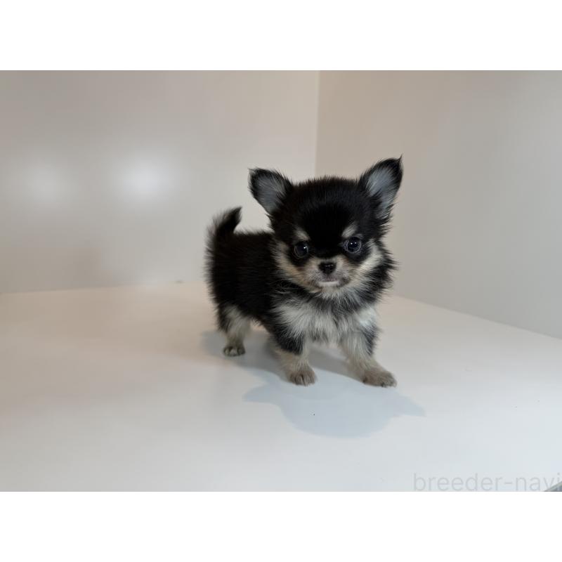 販売中の広島県のチワワ(ロングコート)-425908の3枚目