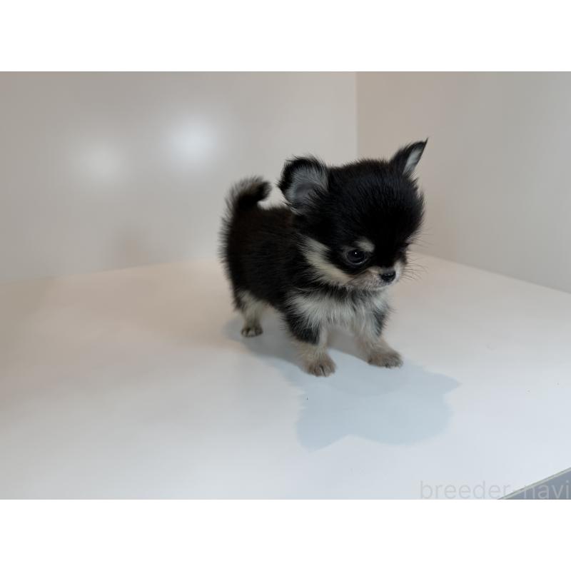 販売中の広島県のチワワ(ロングコート)-425908の2枚目