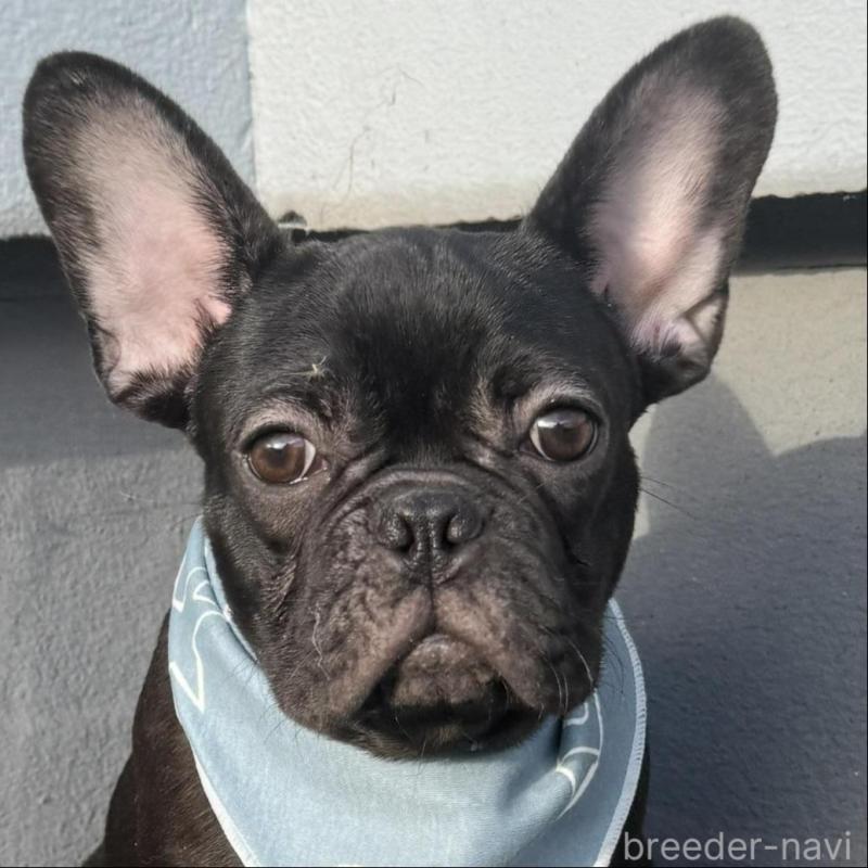 販売中の徳島県のフレンチブルドッグ-425907の1枚目